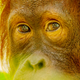 Imagen para el artículo titulado Capturan por primera vez a un orangután de Borneo devorando a un loris perezoso